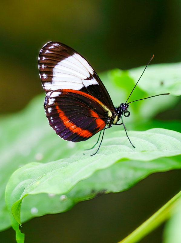 wild nature picture closeup butterfly perching leaf