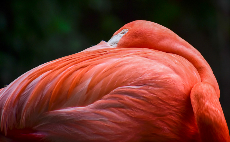 wild nature picture closeup flamingo 