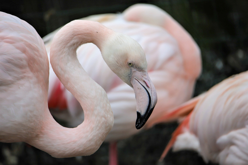 wild nature picture closeup flamingo flock scene 