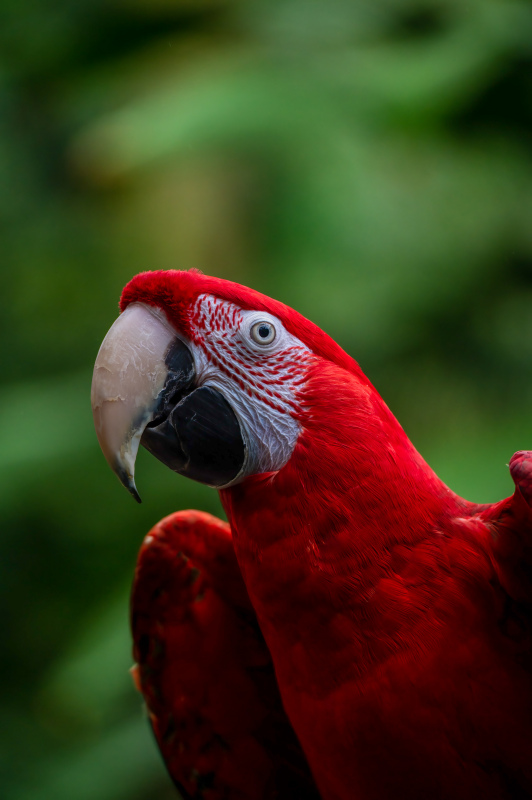 wild nature picture closeup macaw parrot face  