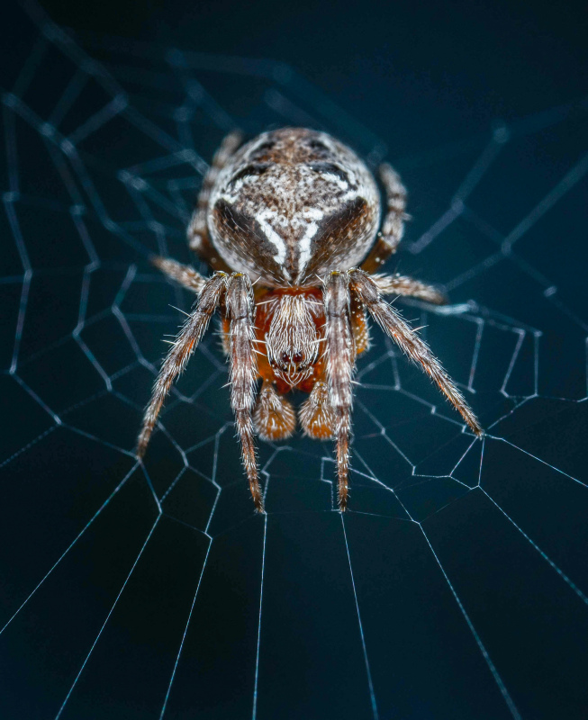 wild nature picture closeup spider web contrast