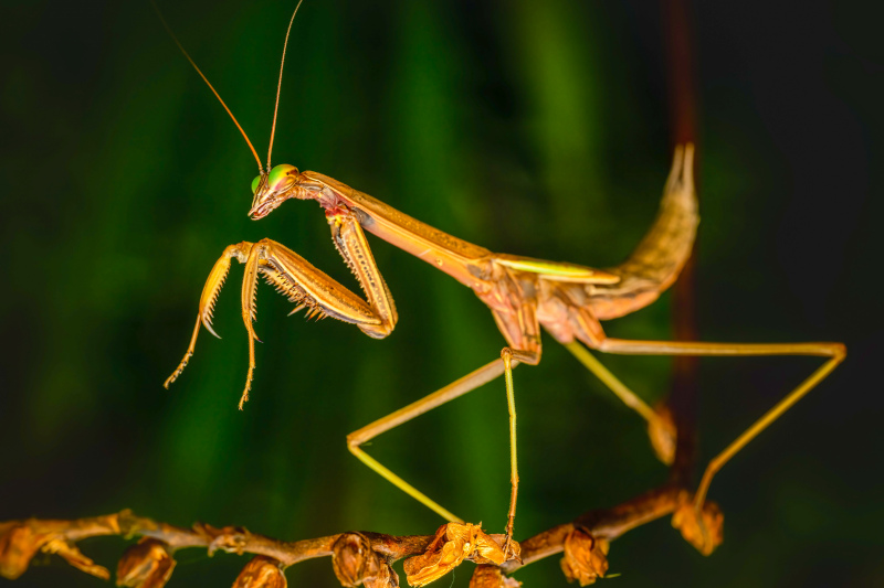 wild nature picture contrast closeup mantis branch 