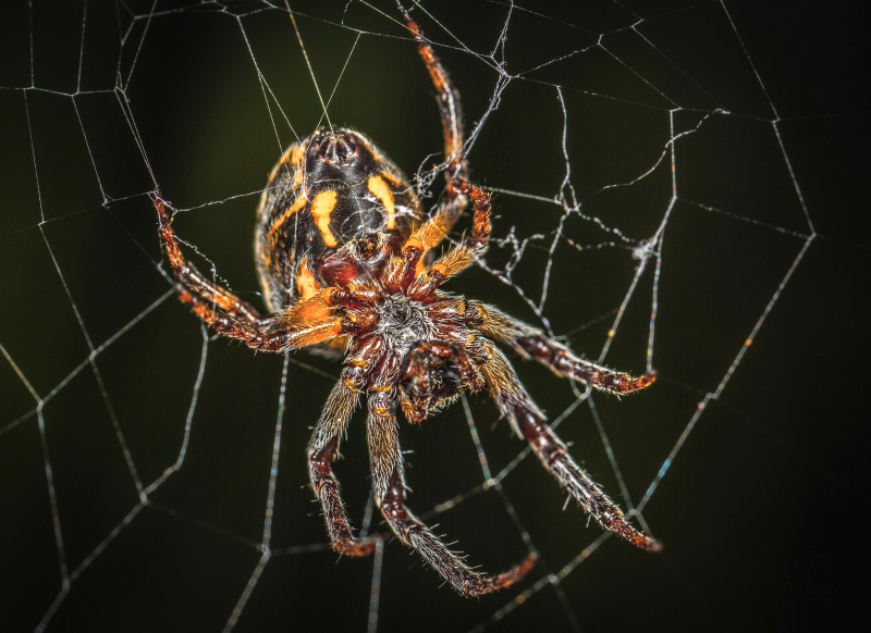 wild nature picture contrast closeup spider web