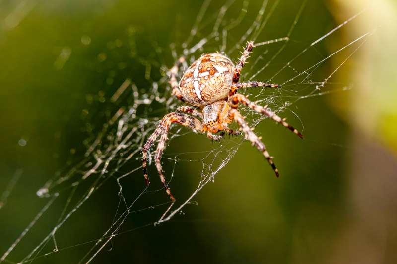 wild nature picture contrast closeup spider web