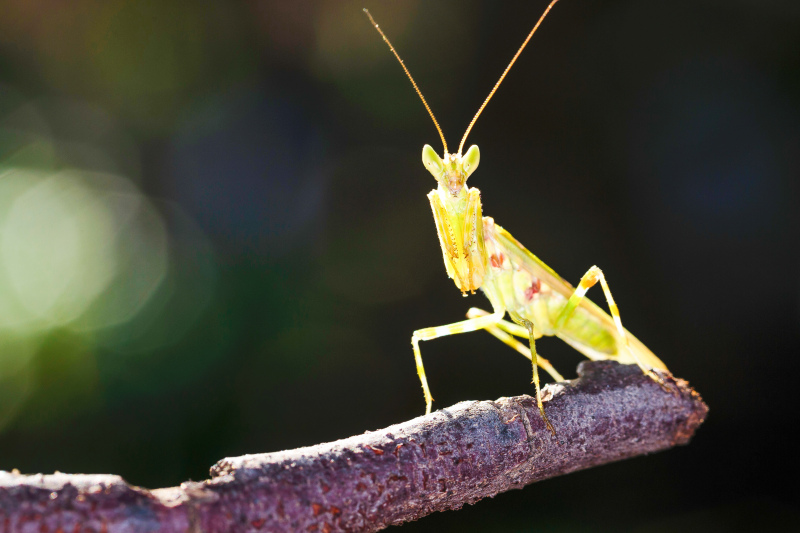 wild nature picture contrast mantis on branch closeup