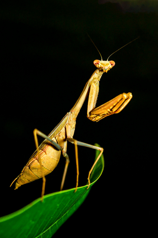wild nature picture contrast mantis on leaf