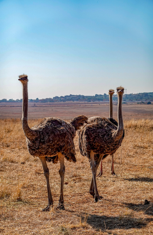 wild nature picture contrast ostrich flock scene