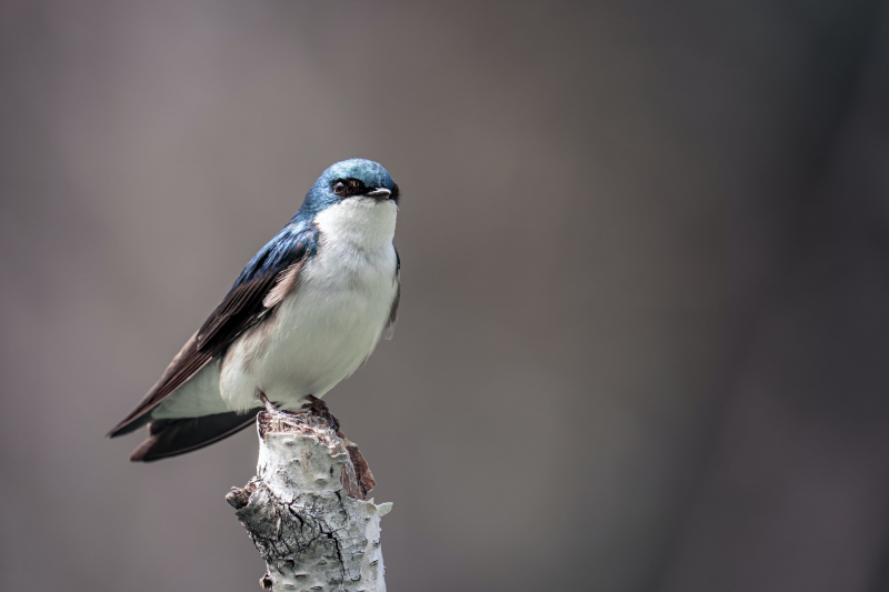 wild nature picture contrast perching swallow closeup
