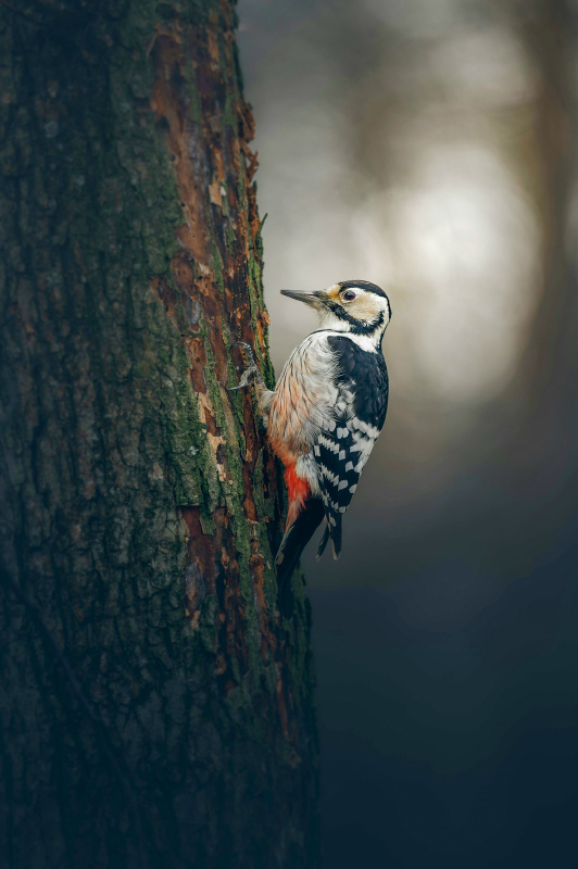wild nature picture contrast perching  woodpecker scene