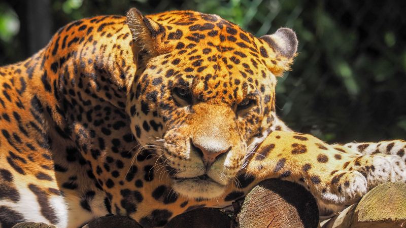 wild nature picture contrast relaxing jaguar closeup 