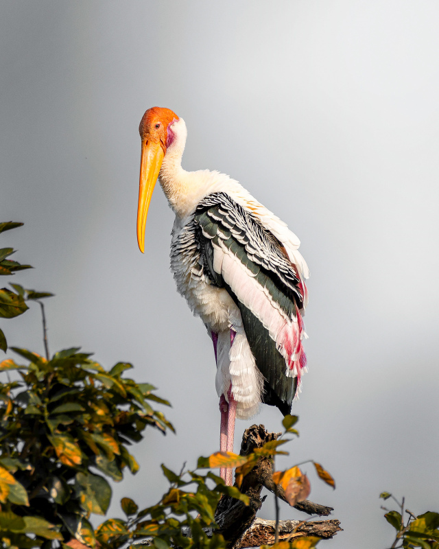 wild nature picture contrast stork perching scene