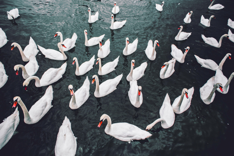 wild nature picture contrast swans flock scene 