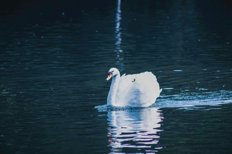 wild nature picture contrast swimming swan scene 
