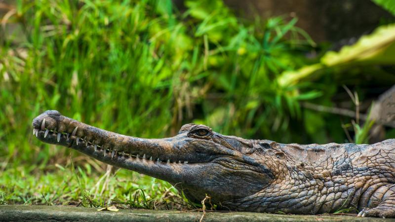 wild nature picture crocodile jaws closeup 