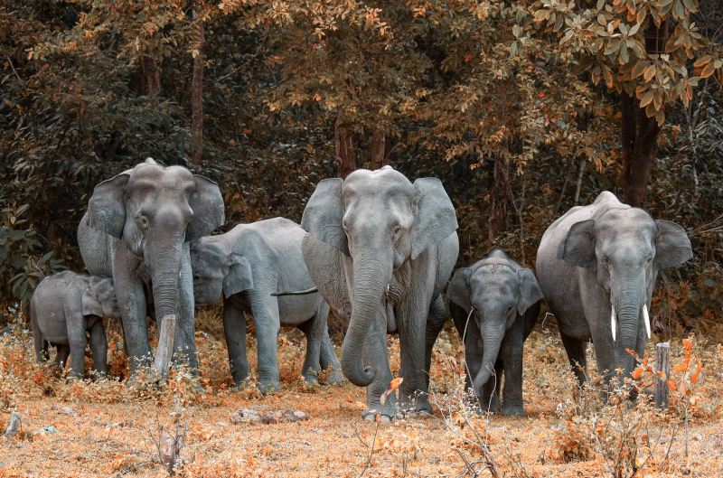 wild nature picture crowded elephants herd scene 
