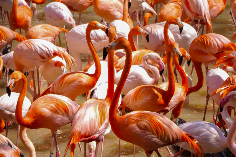wild nature picture crowded flamingo birds scene 