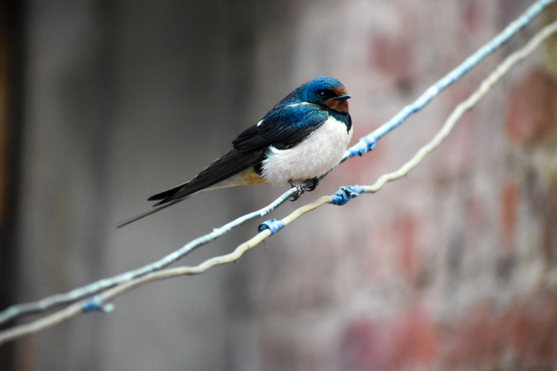 wild nature picture cute closeup tiny swallow  