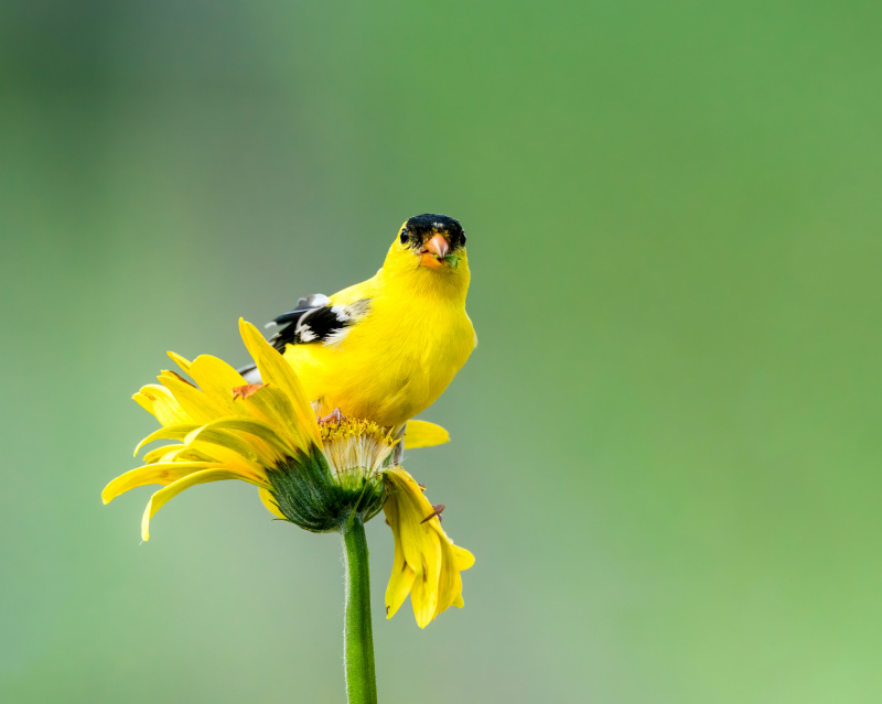 wild nature picture cute goldfinches perching flora