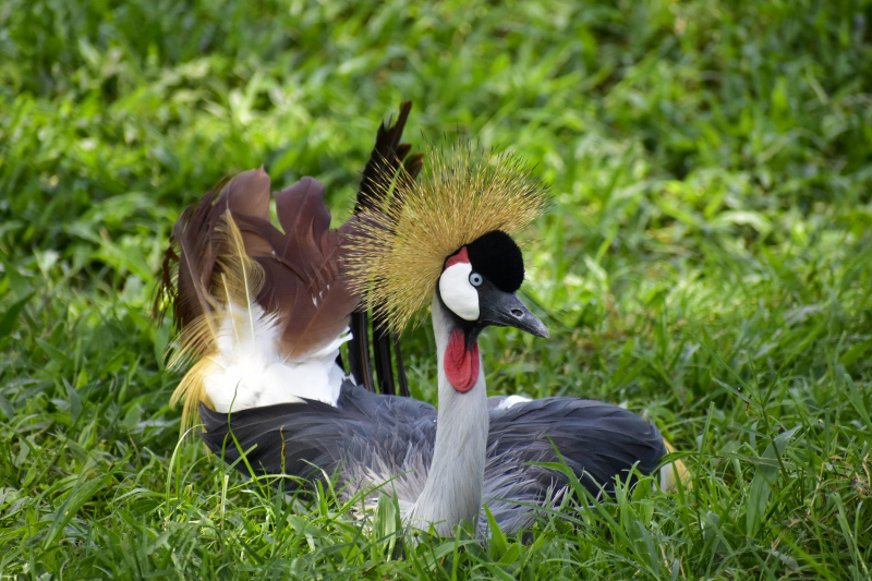 wild nature picture cute grey crowned crane lying meadow 