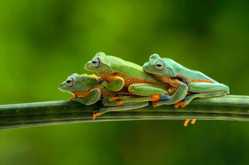 wild nature picture cute hugging frogs closeup 