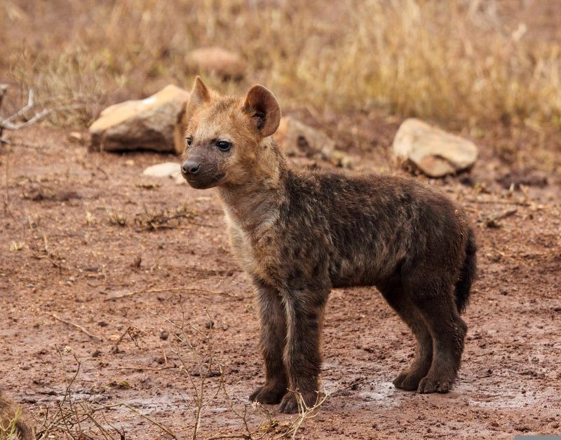wild nature picture cute hyene puppy  