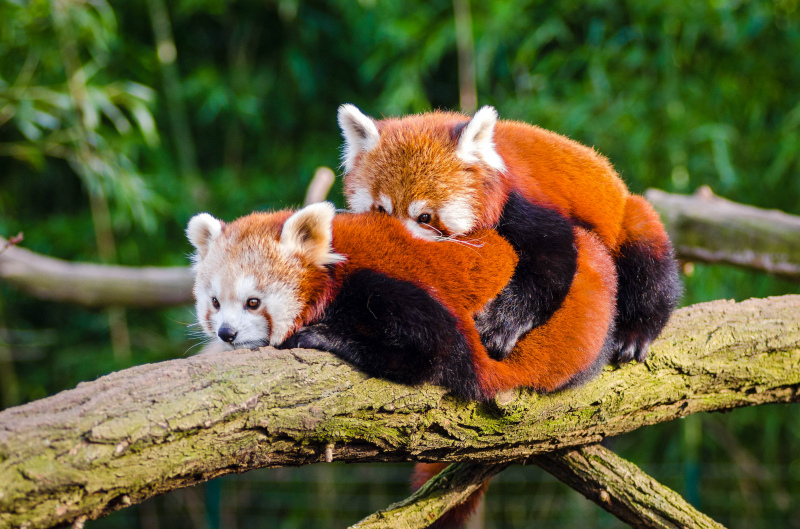 wild nature picture cute joyful red panda animals