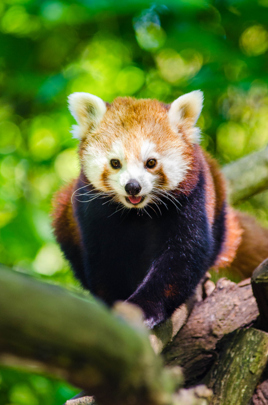 wild nature picture cute joyful red panda closeup
