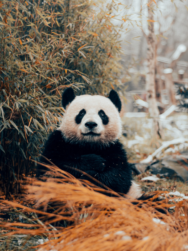 wild nature picture cute panda