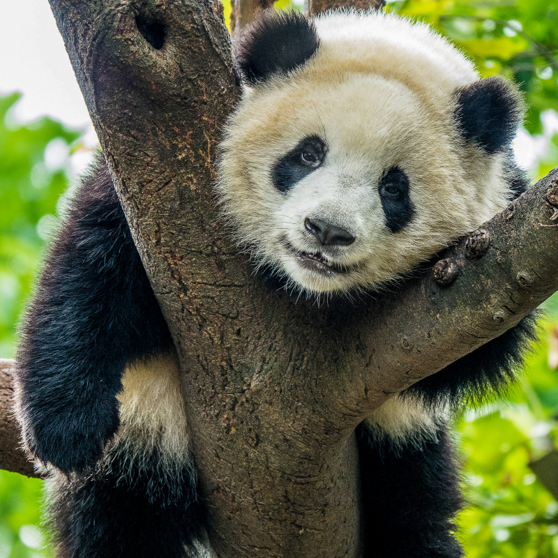 wild nature picture cute panda climbing tree 