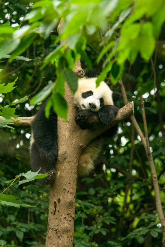 wild nature picture cute panda climbing tree