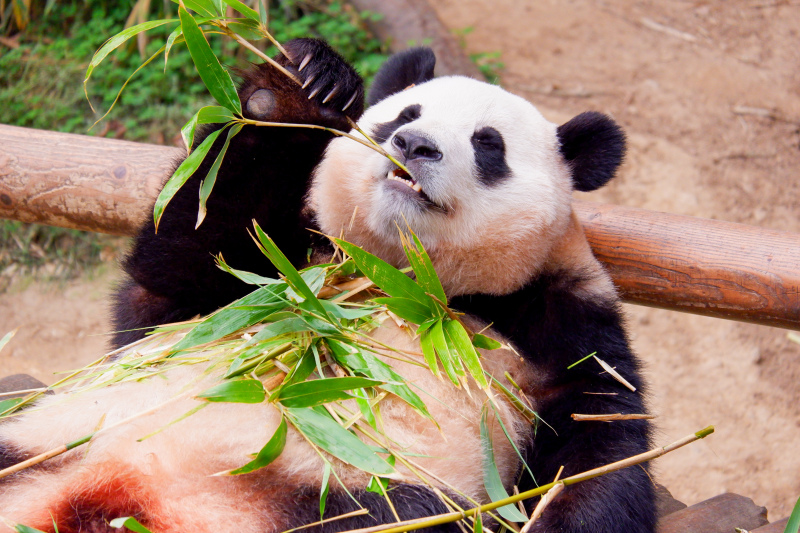 wild nature picture cute panda eating 