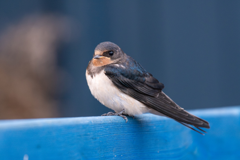 wild nature picture cute perching swallow 