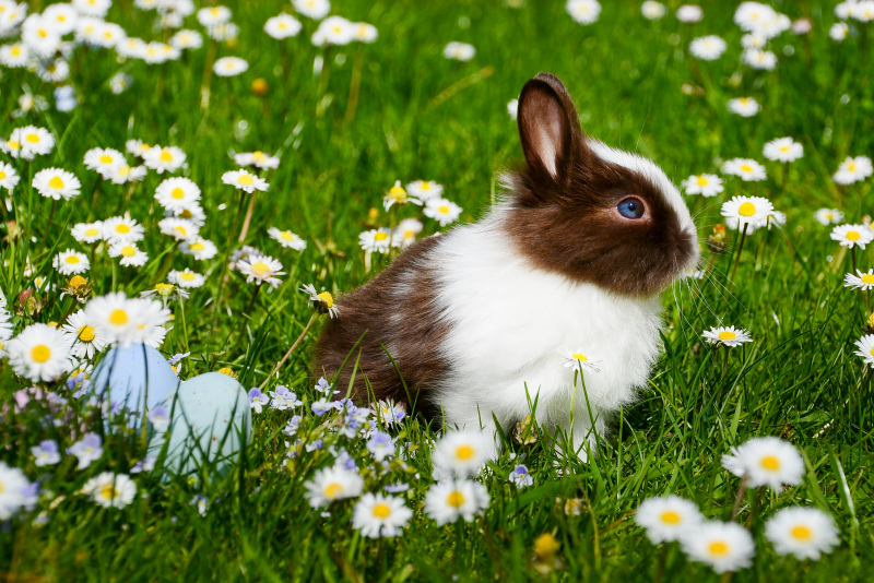 wild nature picture cute rabbit flowers meadow 