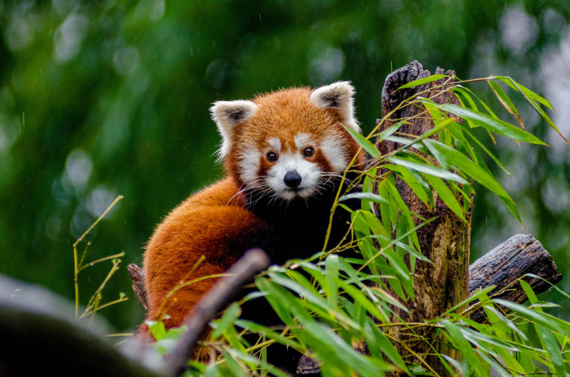 wild nature picture cute red panda bamboo tree 