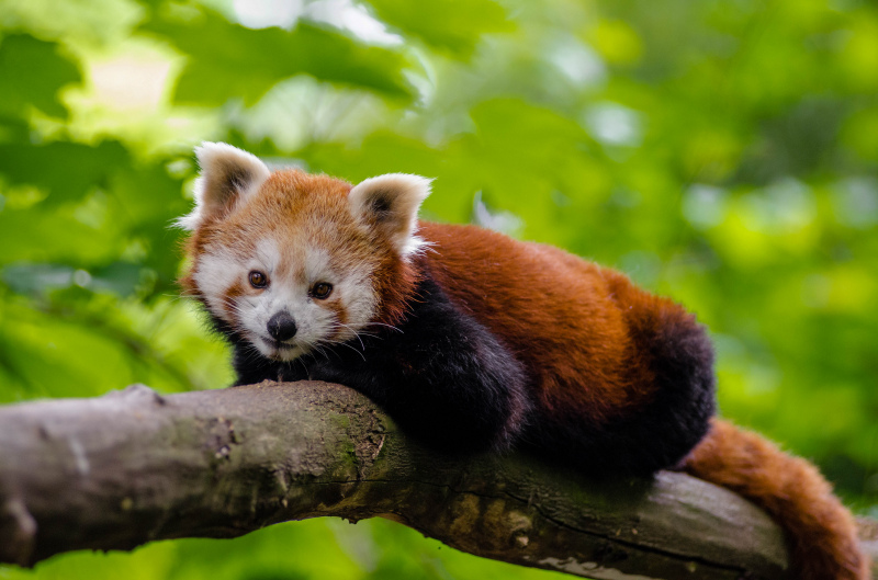 wild nature picture cute red panda climbing tree 
