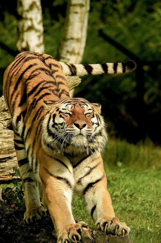 wild nature picture cute relaxing tiger 