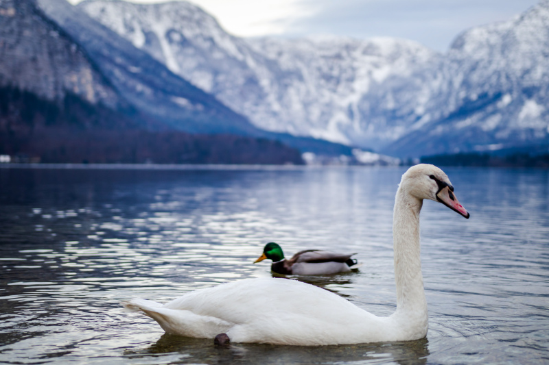wild nature picture cute swan duck swimming lake scene  