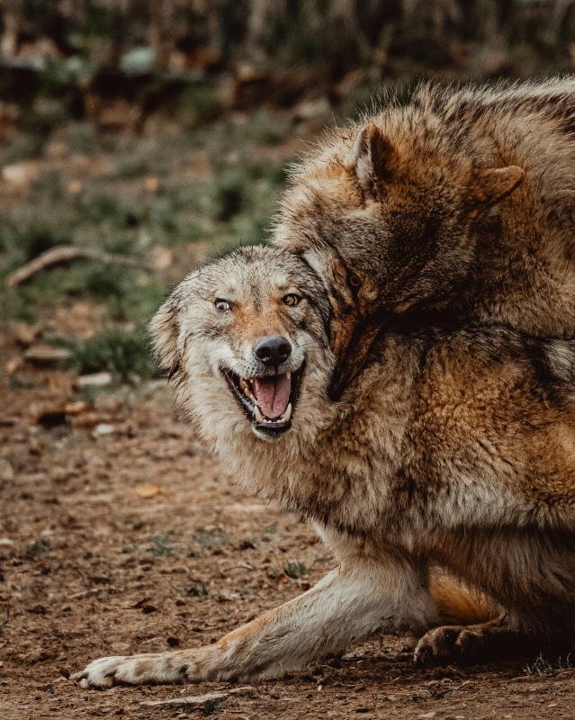 wild nature picture dynamic aggressive wolves 