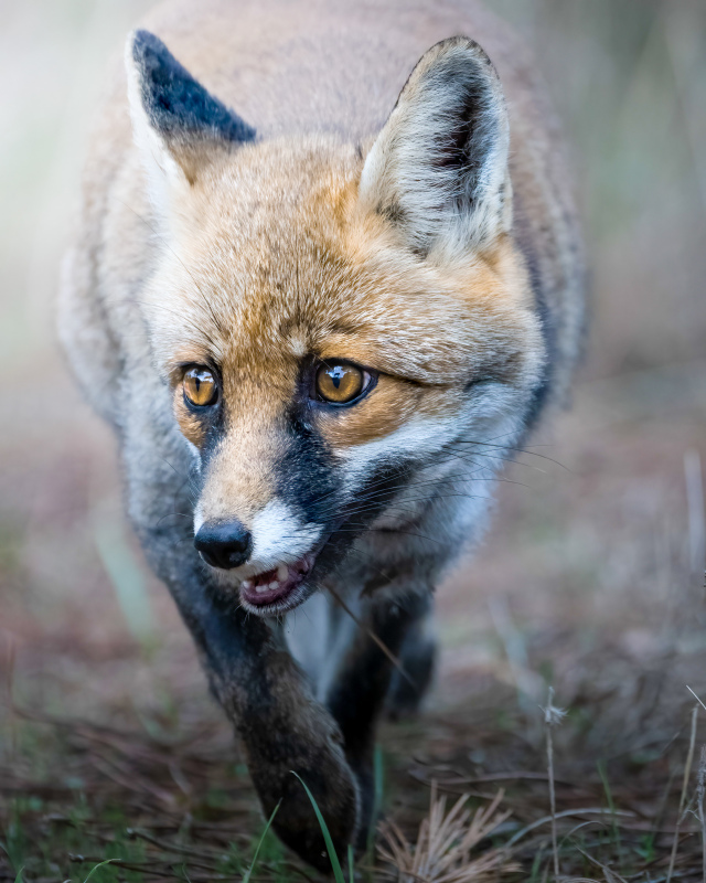 wild nature picture dynamic closeup fox face