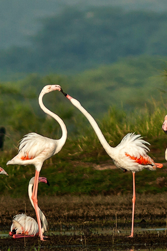 wild nature picture dynamic flamingo flock scene 