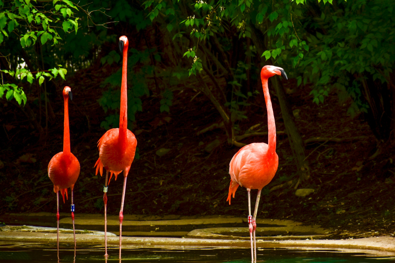 wild nature picture dynamic flamingoes flock scene