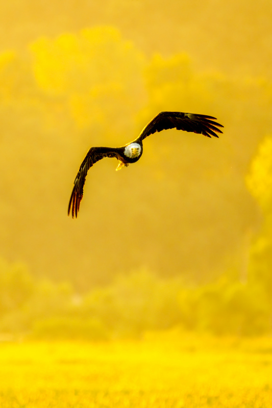 wild nature picture dynamic flying eagle