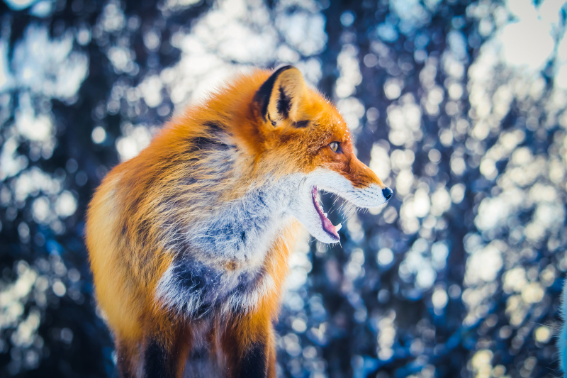 wild nature picture dynamic fox gesture 