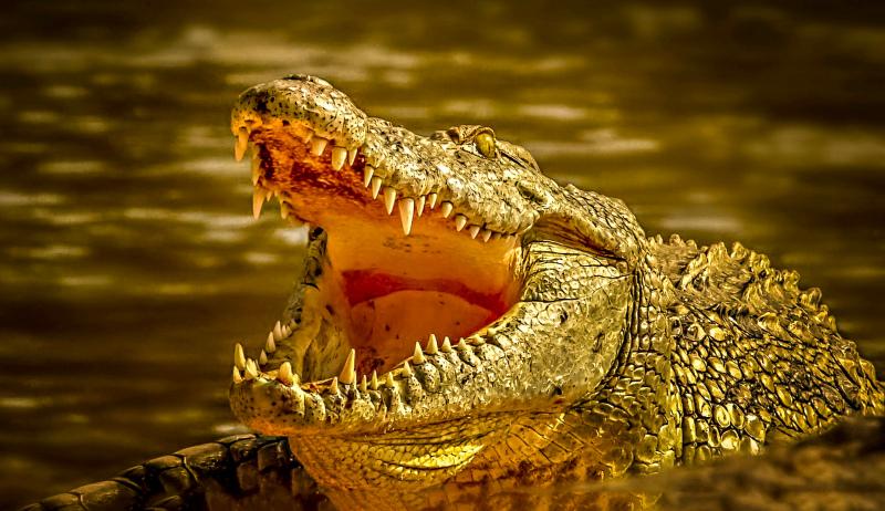 wild nature picture dynamic hunting crocodile scene 