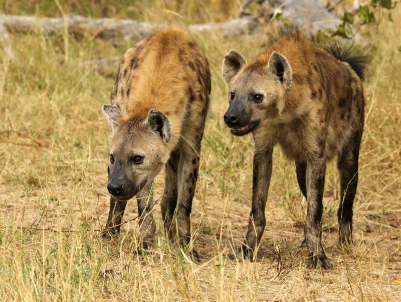 wild nature picture dynamic hyenas grassland scene 