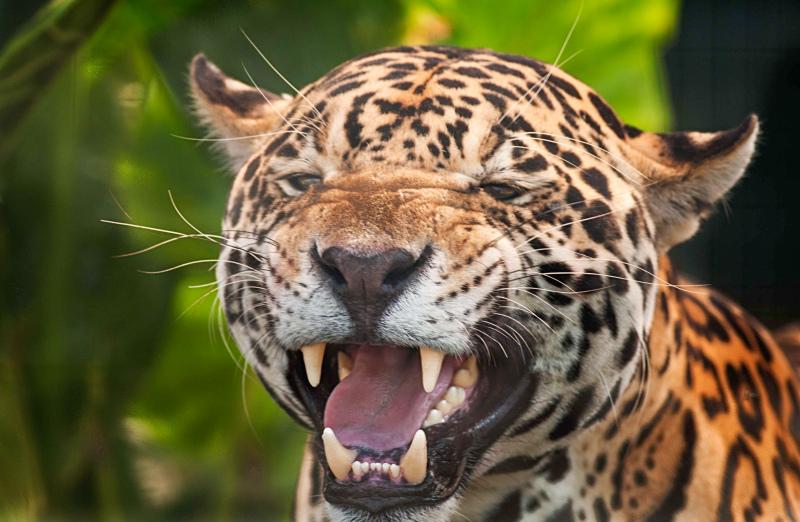 wild nature picture dynamic roaring jaguar closeup 