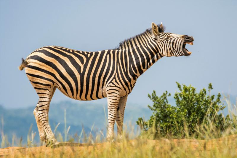 wild nature picture dynamic roaring zebra  