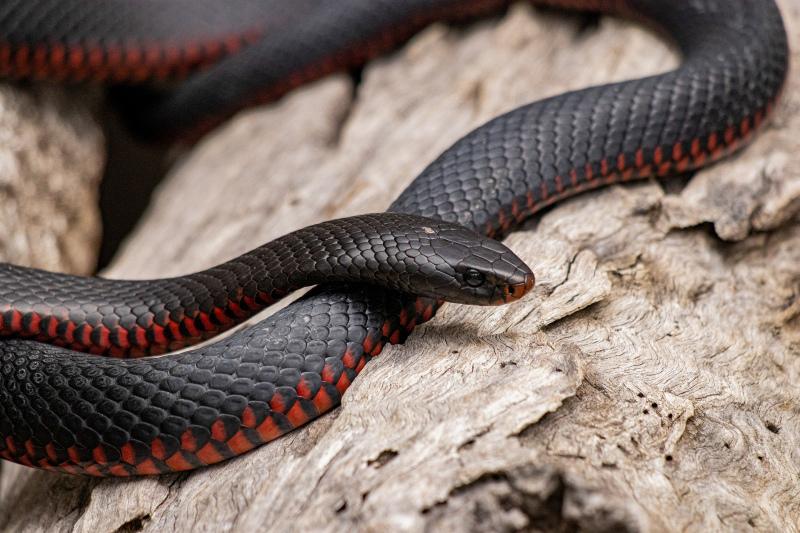 wild nature picture dynamic snake closeup 