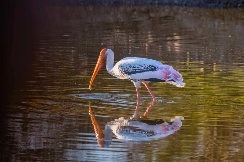 wild nature picture dynamic stork pond reflection