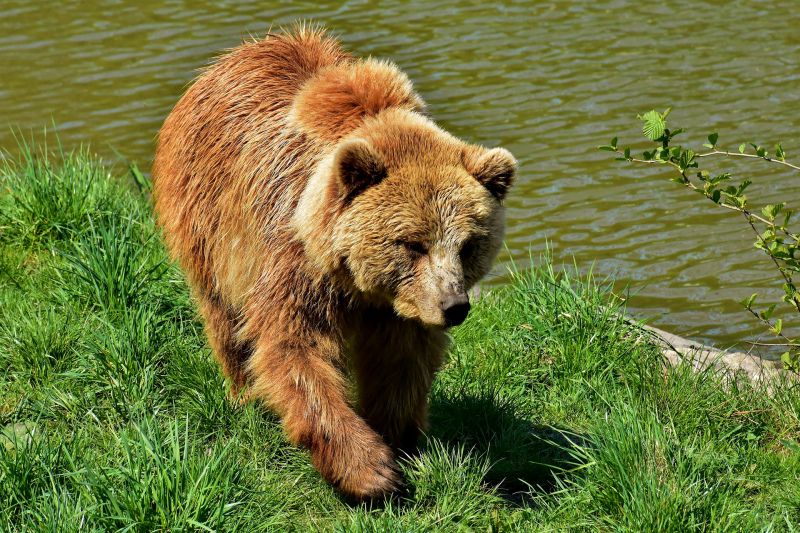 wild nature picture dynamic walking brown bear   